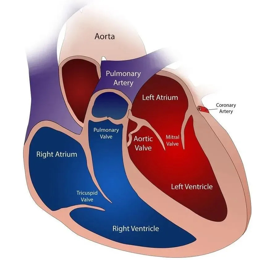 The human heart is divided into four chambers.