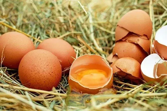Eggs are considered the best source of protein. 