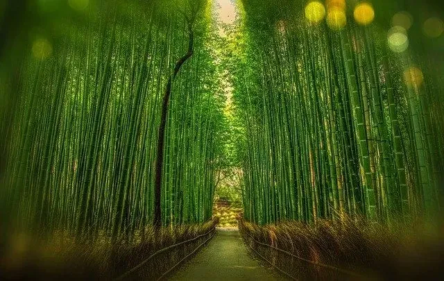 Bamboo is the fastest growing plant on Earth. 