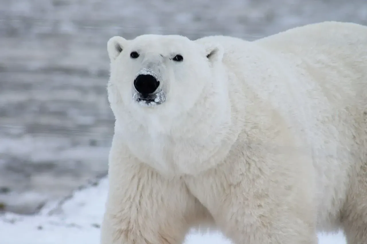 Polar bears are the largest species of bear.