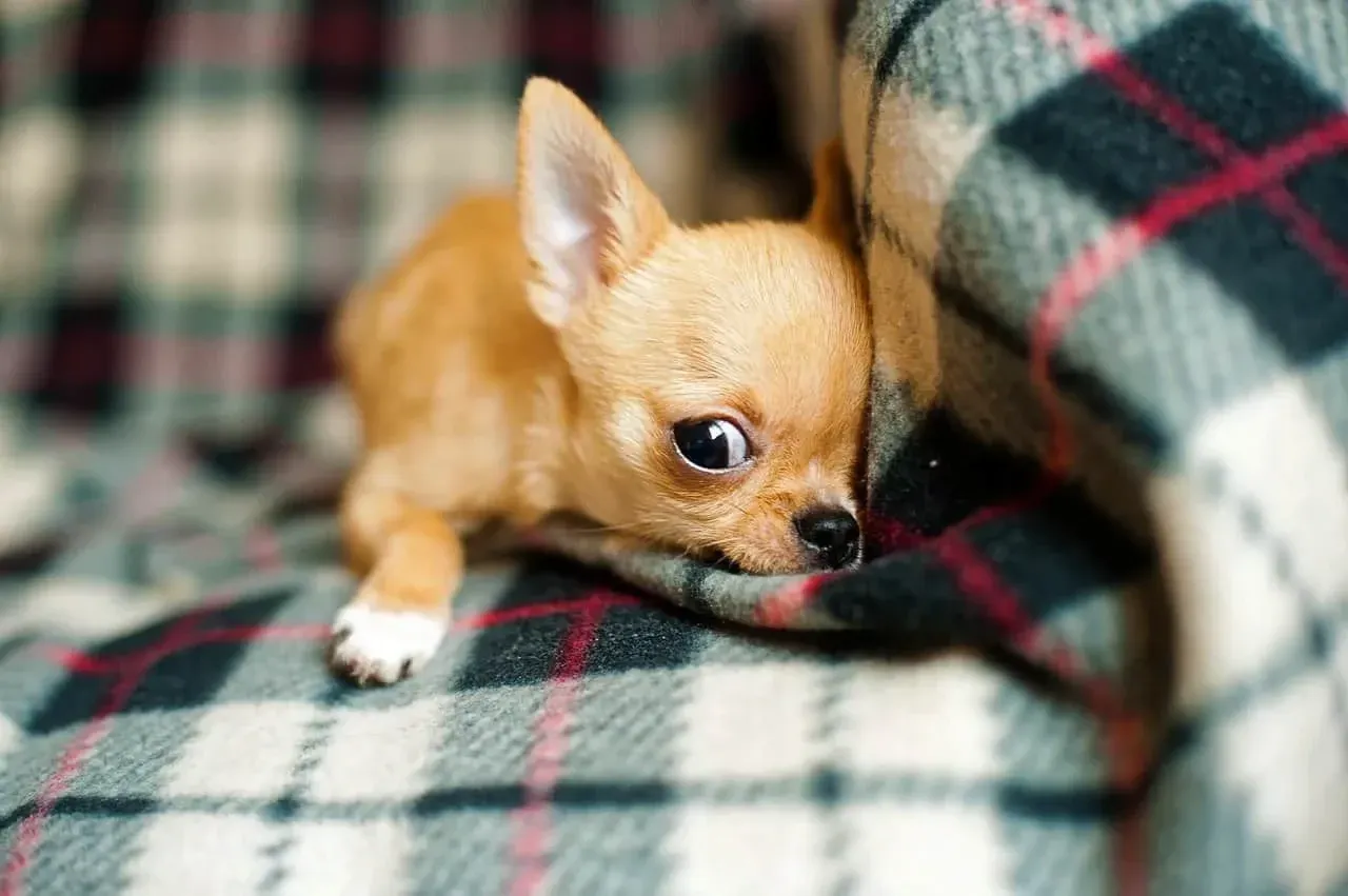Chihuahuas love to burrow and make themselves nests.