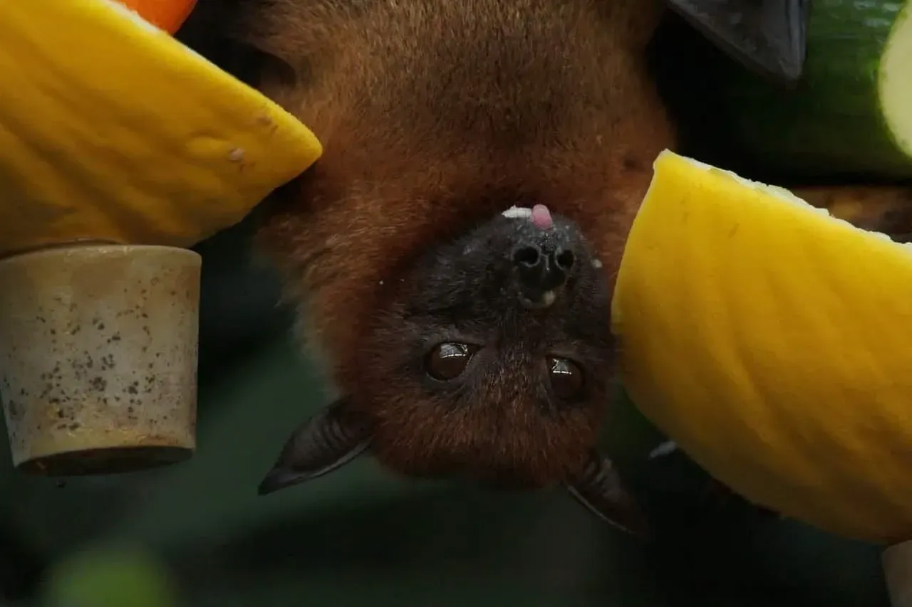 Bats hang upside down for many reasons, one is for protection.