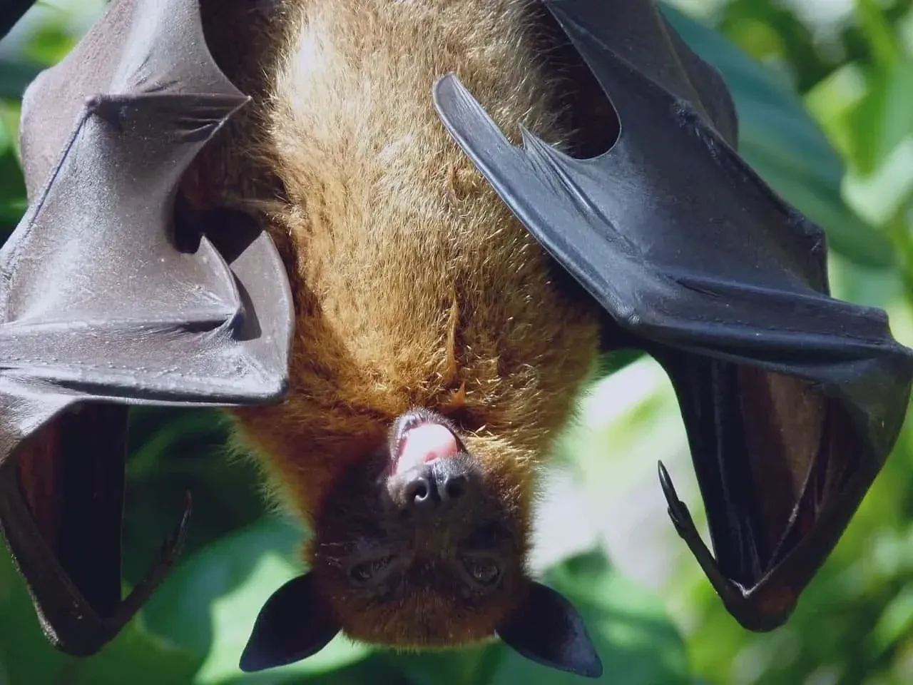 Most species of bats are black or brown.