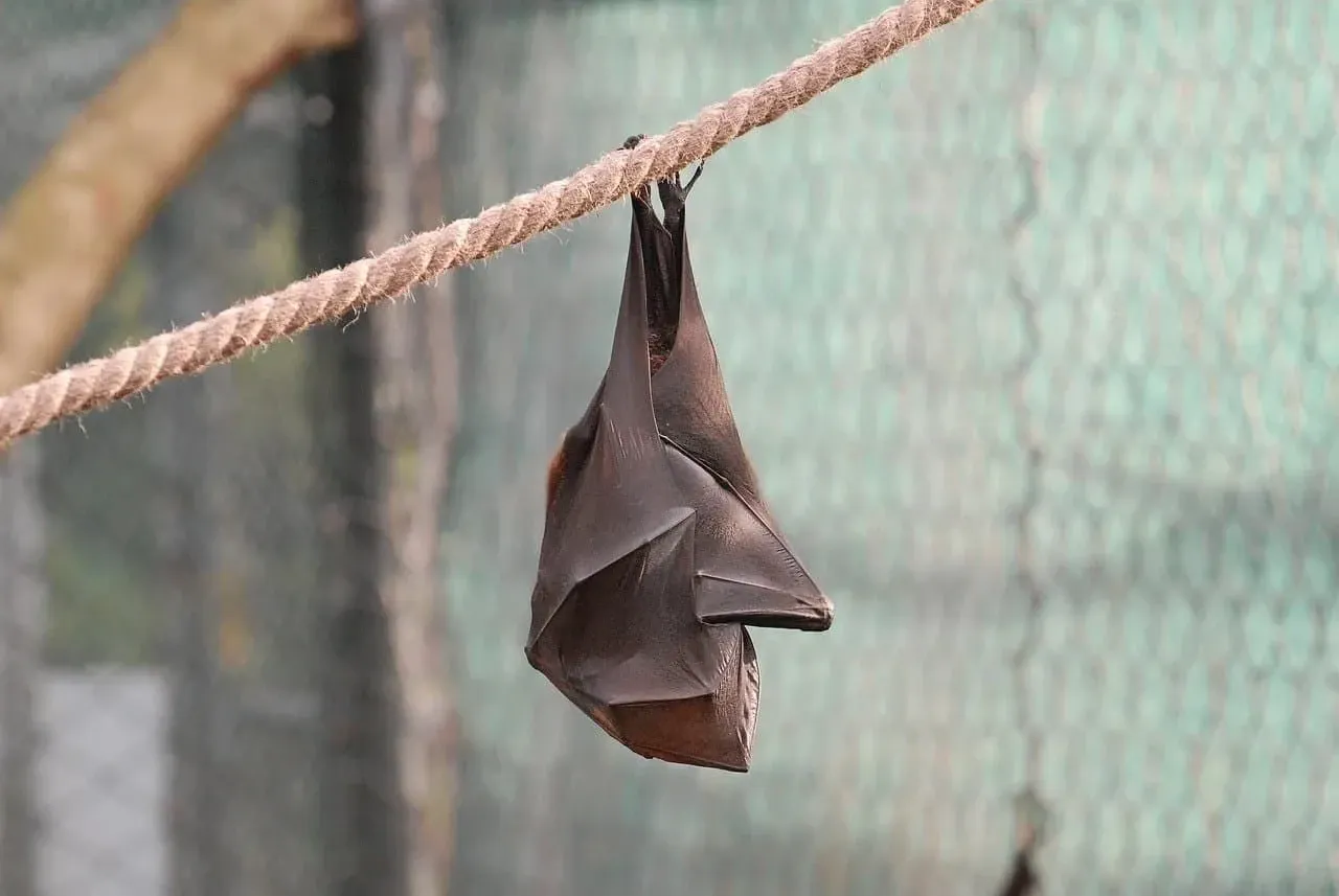 Bats often wrap themselves up to keep warm.