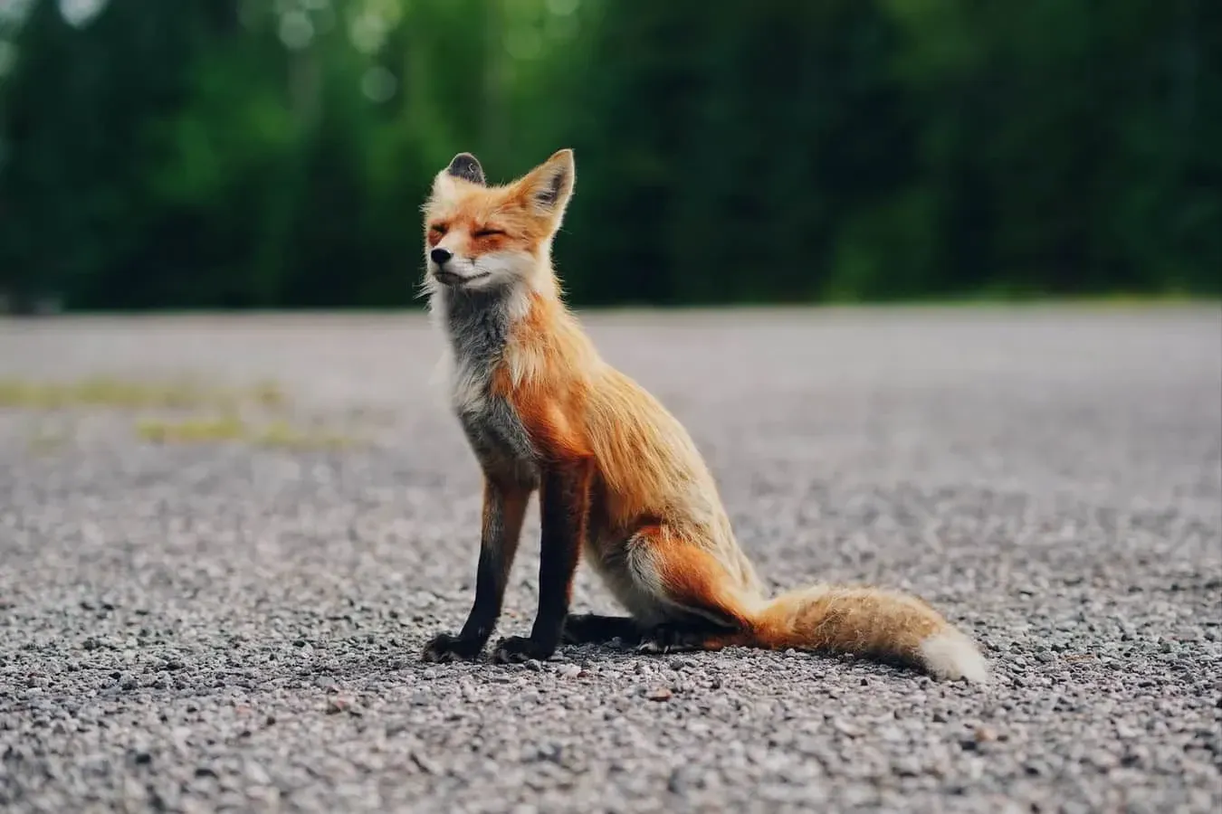 Foxes have made many features in pop culture, including The Little Prince and 'Fantastic Mr Fox