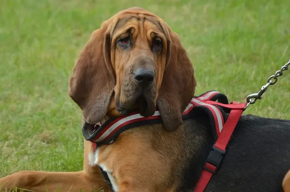 Bloodhounds might be known for their big noses and goofy ears, but there are so many more cool facts to learn about them.