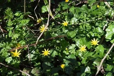 Catch celandines from February along hedgerows and woods.