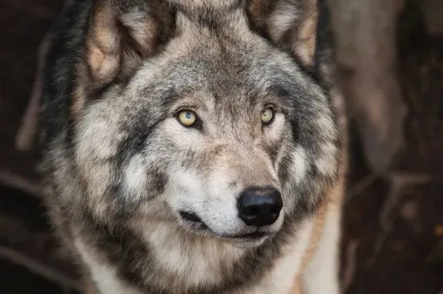 Wolf quotes about strength can become your wolf motto and make you act powerful like a wolf.