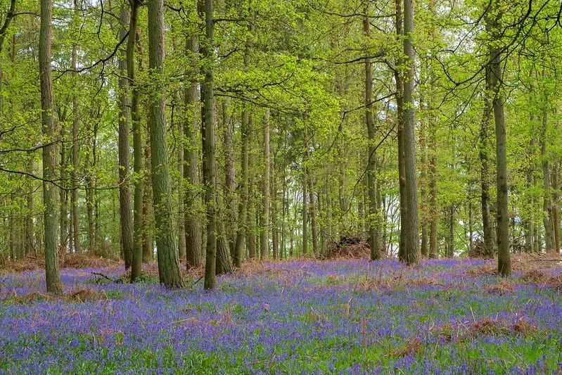 forest woodland bluebell flowers plants trees Europe