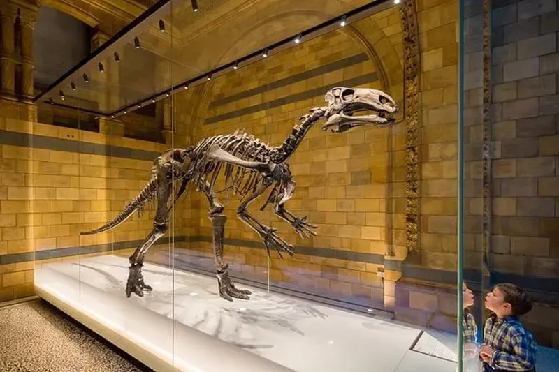 Dinosaur skeleton in glass case at the Natural History Museum.