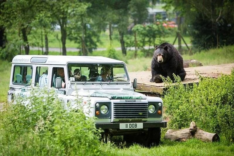 A zookeeper's van taking guests up close to the animals.