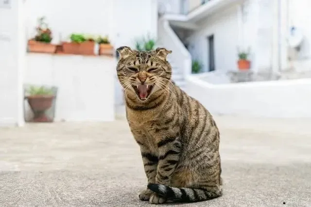 A grey striped Tiger cat yawning
