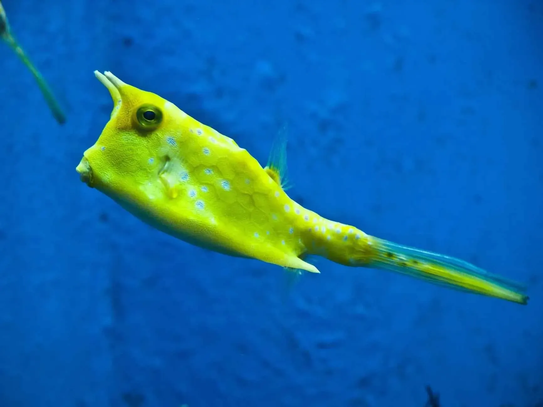 Longhorn cowfish is a truly exotic creature.