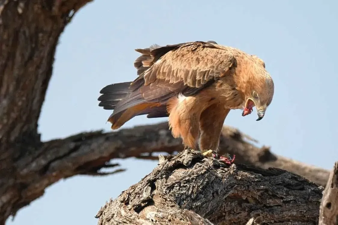 The tawny eagle species is found in east Africa and the northern and southern Sahara.