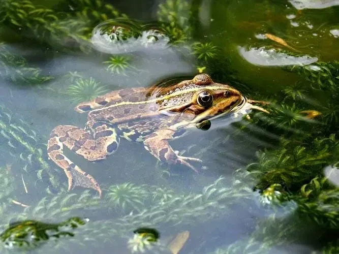 A pool frog in its natural habitat enjoying a swim in the water.
