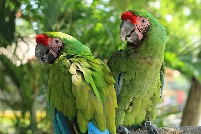 Global efforts are on to increase the macaw population.