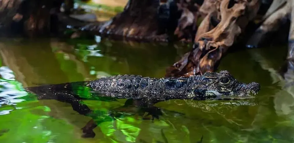 Dwarf crocodile can thrive pretty well in water.