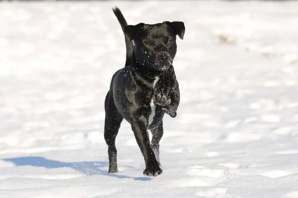 Patterdale Terriers are primarily found in the United States.