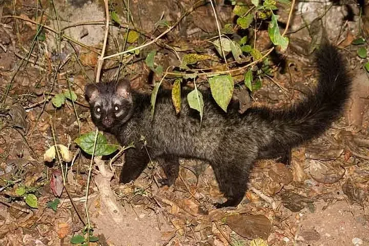 Palm Civet can live up to the age of 20 years.