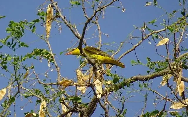 Eurasian golden oriole are found in large gardens in eastern Europe.