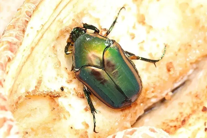 The Cotinus nitida are green beetles that spend their day in the soil.