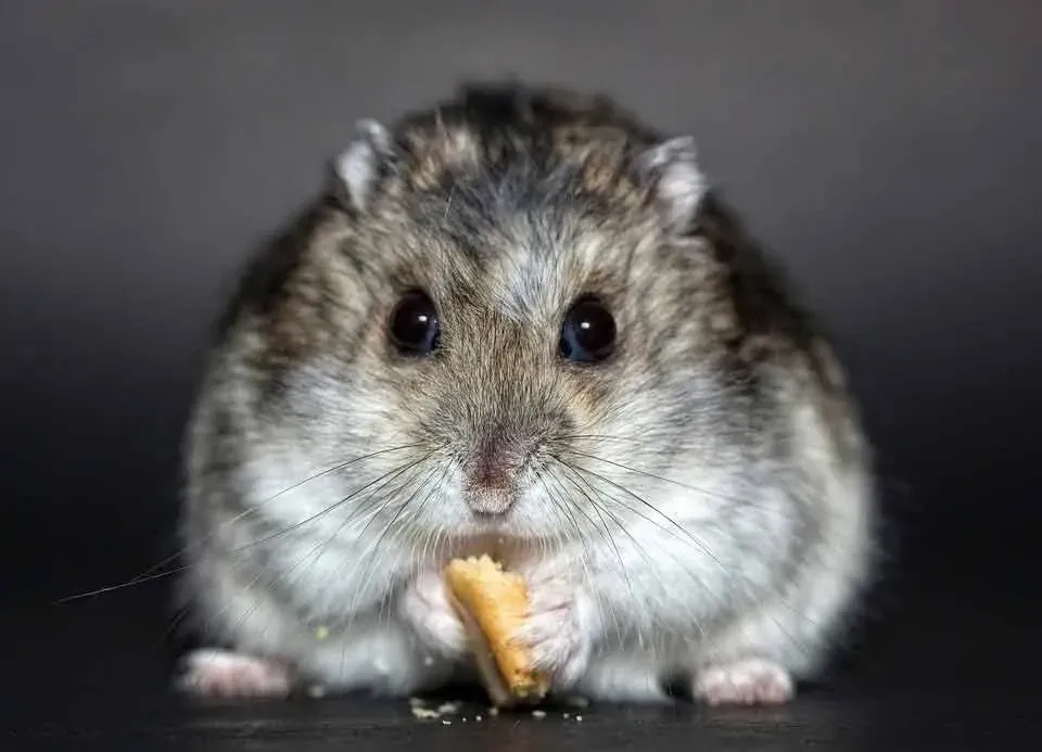Chinese hamsters are nocturnal creatures.