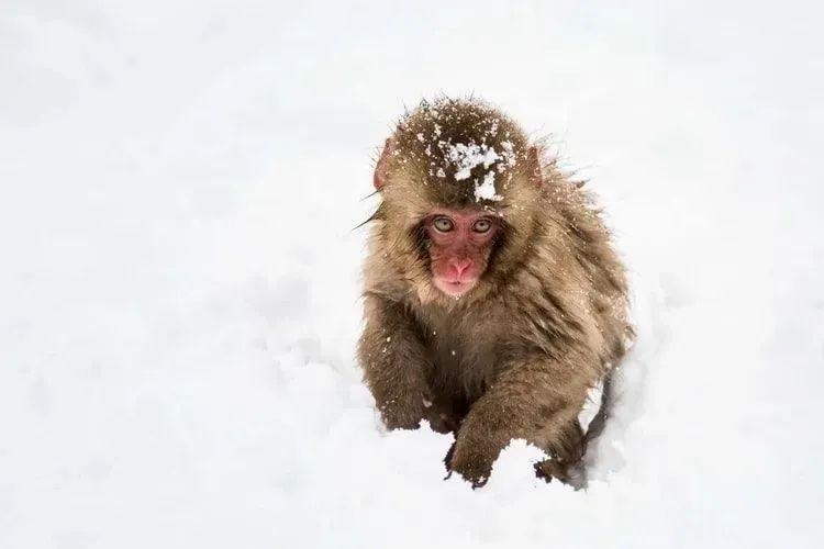 Japanese macaque monkey live in groups to be safe from predators.
