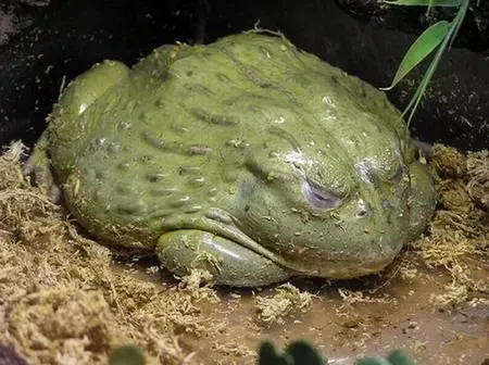 The Pyxicephalus adspersus, African Bullfrog, is the second-largest frog in the world.