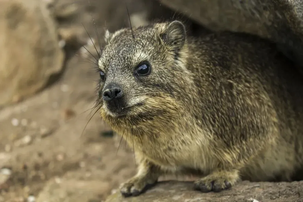 Elephants and manatees are close relatives of rock hyraxes.