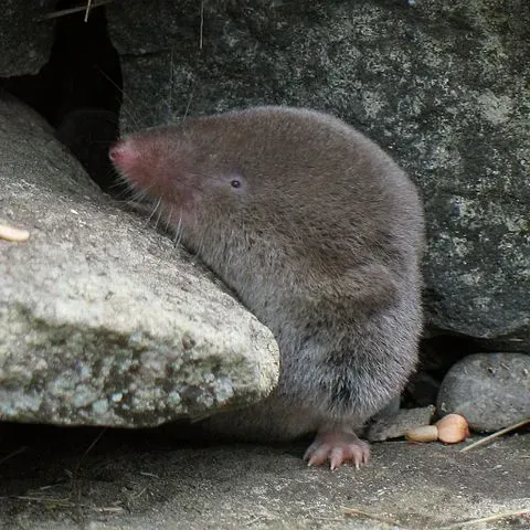 This shrew species communicates using their scent glands.