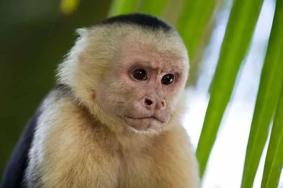 Capuchins prefer to live in forest environment.