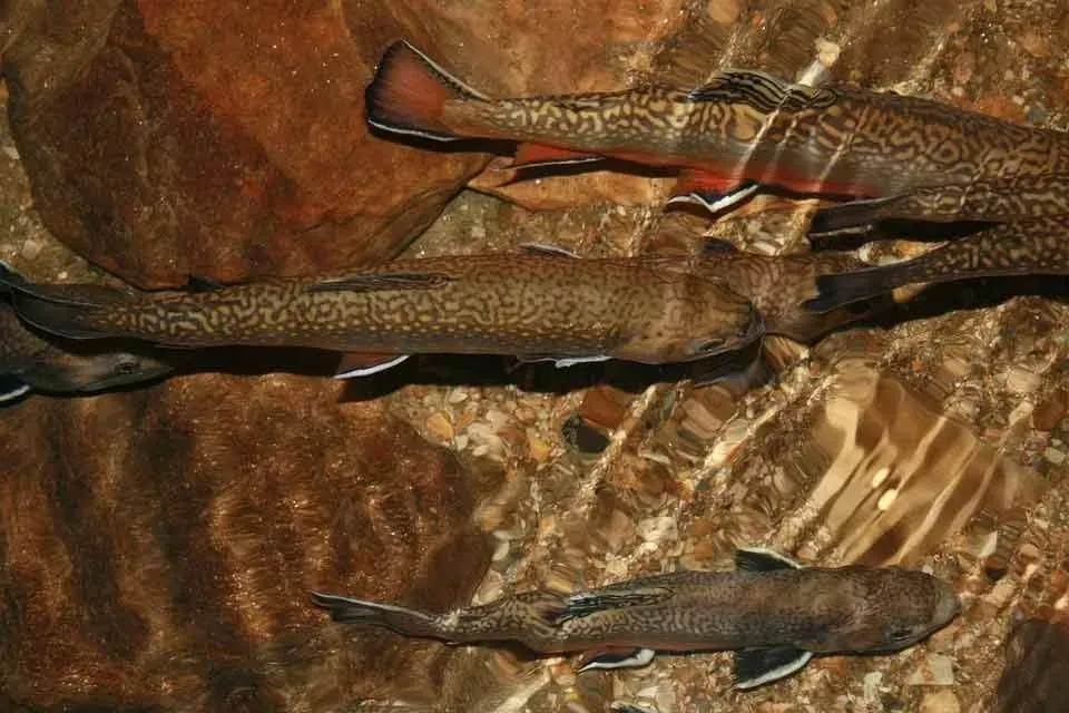The brown trouts were not native to America.