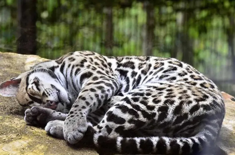 Ocelot facts are used for studies in the U.S. and in other parts of the world.