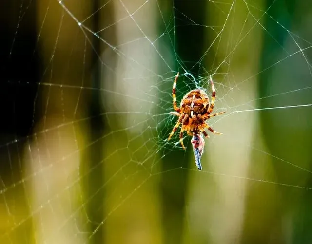 Orb-weaver facts have an interesting story regarding their silk.
