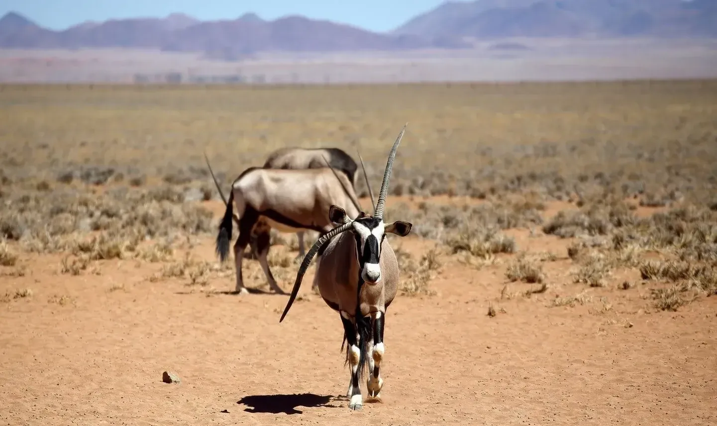 Gemsbok facts provide a lot of information about gemsbok and Oryx animals.