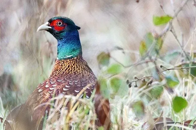 Ring-necked pheasants have green heads, white collars around their neck and are the most common of the species.