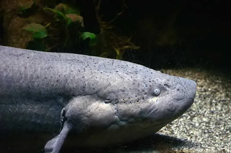 Lungfish facts about these vertebrates are fun to read.