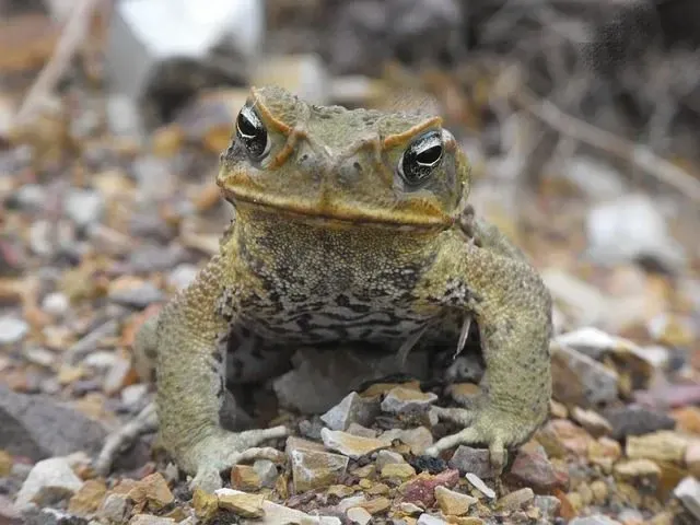 Marine toads have poisonous glands on their body.