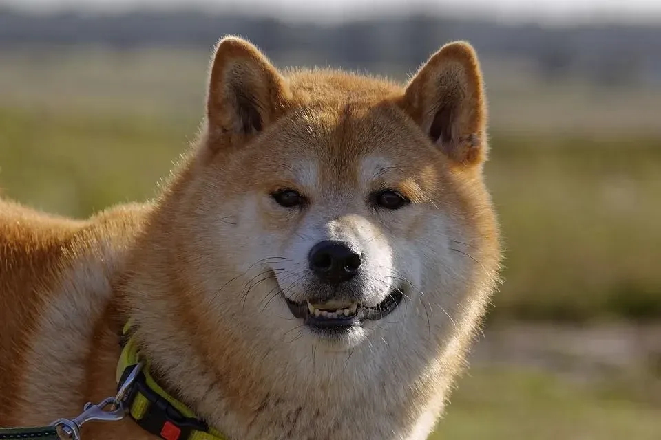 Shiba Inu has a soft and thick outer coat.