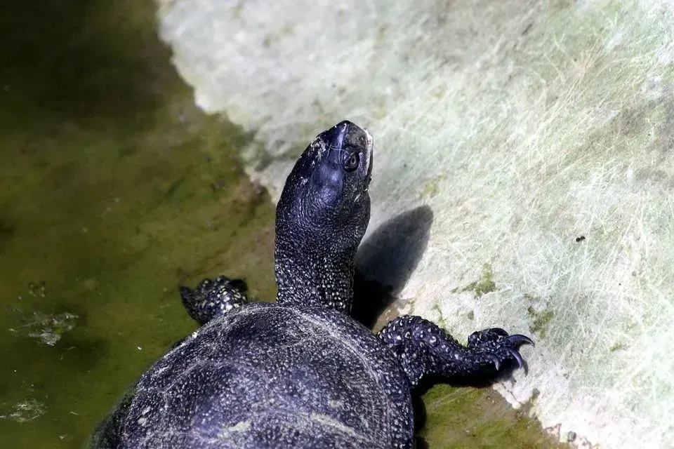 Bog turtle is the smallest turtle in the United States.
