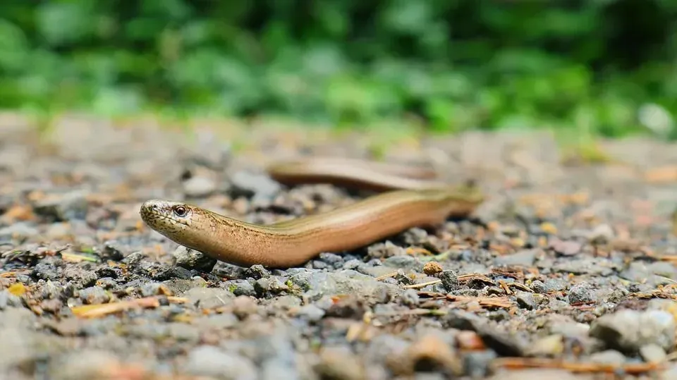 Worm sakes have smooth shiny scales and are relatively smaller snakes in size.