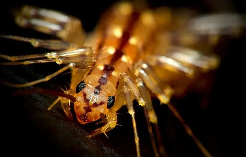 House centipedes will intrigue your pets, such as your cat and dog!