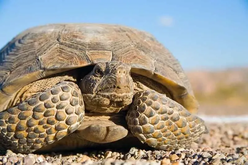 These desert tortoises facts for kids will give a clear picture of their unique character traits.