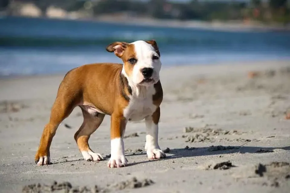 Find fascinating Pocket Pitbull facts for kids.