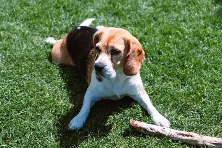 One of the Cheagle's parent breeds is a Beagle.