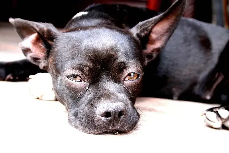 (Pitbull Chihuahua mix characteristics resemble both the parent breeds