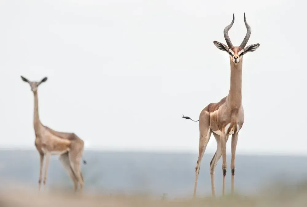 A gerenuk has long legs.