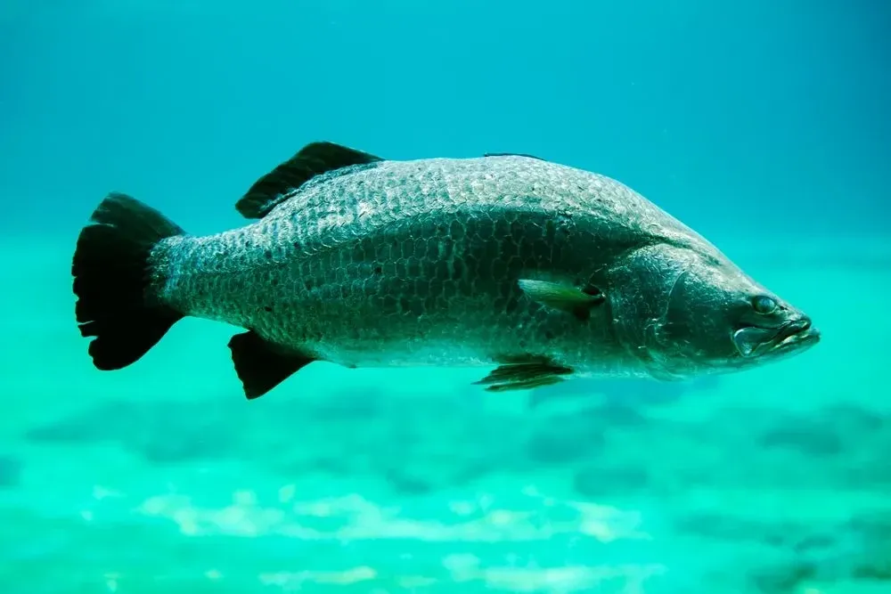 An Australian barramundi is mostly blue green in color.