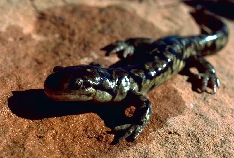 The tiger salamander species looks like a lizard and a small crocodile.
