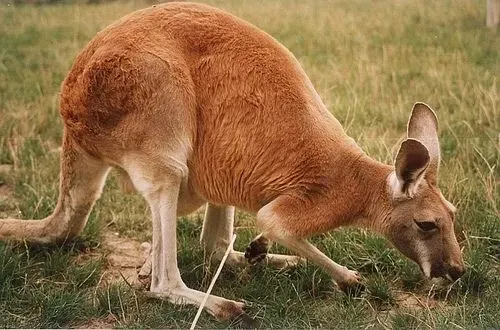 Red kangaroos are quite cute.